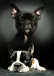  Kutyás Bulldog polár takaró 100x140cm (BRM008885) - oliviashop