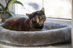 Kerbl Ablakpárkányra tehető macskaágy - szürke, 55 x 35 cm
