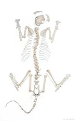 Erler Zimmer Valódi macska csontváz, szereletlen (MO-VET3070)