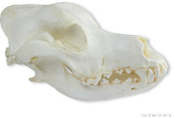 Erler Zimmer Kutya koponya (Canis lupus familiaris), 2 részes (MO-VET2015)