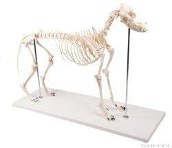 Erler Zimmer Kutya csontváz, életnagyságú (MO-VET1700)
