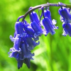  Angol kékcsengő (Hyacinthoides non-scripta - Bluebell) Bailey virágeszencia 10ml