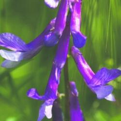 Szöszös bükköny (Vicia villosa - Dwarf Purple Vetch) Bailey virágeszencia 10ml