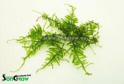 INVITAL Christmas moss (V. Montagnei) (Holland csésze Ø 8 cm)