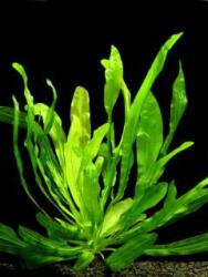 INVITAL Echinodorus horemanii green