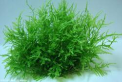 INVITAL Spiky moss (Taxiphyllum sp. ) (Pohár Ø 8 cm)