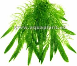 INVITAL Ceratophyllum demersum (Cserép Ø 5, 5 cm)