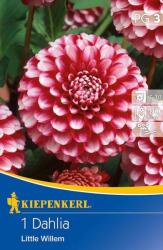 kiepenkerl Dahlia Little Willem dália gumó 4