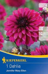 kiepenkerl Dahlia Jennifer Mary Ellen dália gumó 4