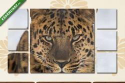 Többrészes Vászonkép, Premium Kollekció: Portrait of the far Eastern leopard(135x80 cm, W01)