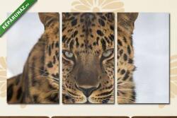 Többrészes Vászonkép, Premium Kollekció: Portrait of the far Eastern leopard(125x70 cm, L01)