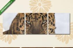 Többrészes Vászonkép, Premium Kollekció: Portrait of the far Eastern leopard(125x40 cm, B01)
