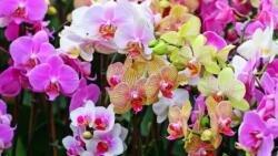 Orchidea illóolaj Gladoil / Fleurita illat illatkeverék illó olaj 10 ml