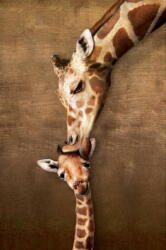 EUROGRAPHICS 6500-0301 - Giraffe Mother's Kiss - 500 db-os puzzle