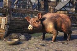 Bethesda The Elder Scrolls Online Bristlegut Piglet + 15 Days of Teso Plus (PC) Jocuri PC