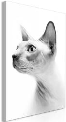 Artgeist Kép - Hairless Cat (1 Part) Vertical 40x60