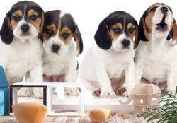 Artgeist Fotótapéta - Sad Puppies 300x210