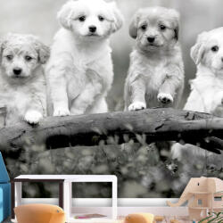 Artgeist Fotótapéta - Four Puppies 250x175