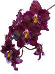  Thymic Heart orchidea eszencia