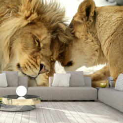 Artgeist Öntapadó fotótapéta - Lion Tenderness 196x140