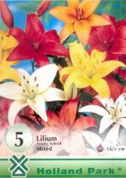  Lilium Asiatic hybrid mixed vegyes liliom virághagymák 0