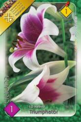  Lilium Triumphator liliom virághagyma 1