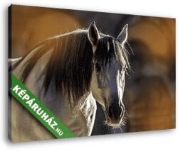 Vászonkép: Partner Kollekció: Shagya arab ló őszi portré(145x95 cm)