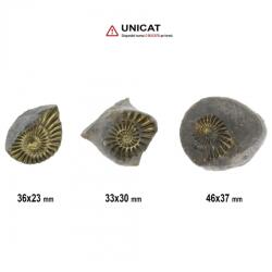  Fosil Natural Pleuroceras Tsumed 33-46 x 23-37 mm ( XL ) - Unicat