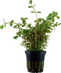 Green Aqua növény - Rotala rotundifolia (9990004)