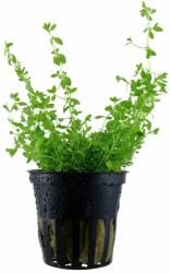 Green Aqua növény - Hemianthus micranthemoides (9990008)