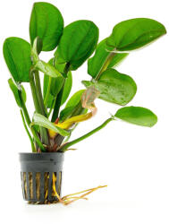 Green Aqua növény - Echinodorus harbich (9990014)