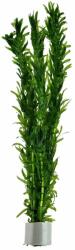 Green Aqua növény - Egeria densa (9990015)