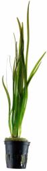 Green Aqua növény - Vallisneria spiralis (9990021)