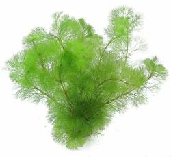 Green Aqua növény - Cabomba aquatica (9990006)