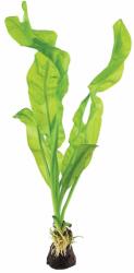 Green Aqua növény - Aponogeton ulvaceus (9990025)