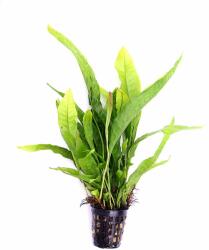 Green Aqua növény - Microsorium pteropus (9990020)