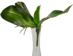  Orchidea 4 ágú élethű levél gyökérrel 18 cm