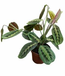 Marantha nyílgyökér 12 cm-es cserépben, 10/15 cm