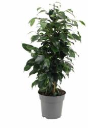 Ficus Benjamina Danielle csüngõágú fikusz 21 cm-es cserépben, kb. 90 cm magas