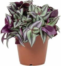  Tradescantia albiflora 'Nanouk' 12 cm-es cserépben, kb. 20 cm magas