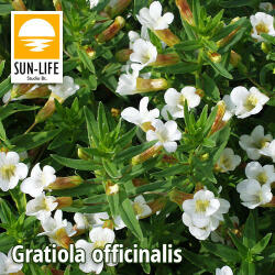 Sun-Life Gratiola officinalis / Csikorgófű (42) (TN00042) - koi-farm
