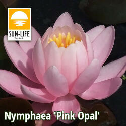 Sun-Life Nymphaea Pink Opal (POP) (TN00POP)