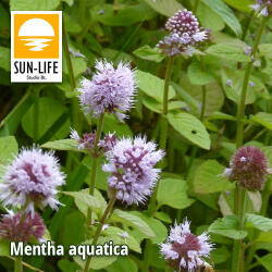 Sun-Life Mentha aquatica / Vízimenta ( 78 ) (TN00078) - koi-farm