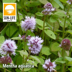 Sun-Life Mentha aquatica / Vízimenta ( 78 ) (TN00078)