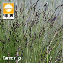 Sun-Life Carex nigra / Fekete sás ( 23 ) (TN00023) - koi-farm