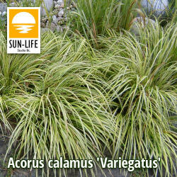 Sun-Life Acorus calamus Variegatus / Csíkos orvosi kálmos (3) (TN00003) - koi-farm