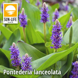 Sun-Life Pontederia lanceolata (99) (TN00099) - koi-farm