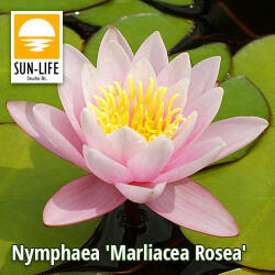 Sun-Life Nymphaea Marliacea Rosea / Rózsaszín tavirózsa (216) (TN00216) - koi-farm