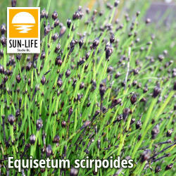 Sun-Life Equisetum scirpoides / Törpezsurló (34) (TN00034) - koi-farm