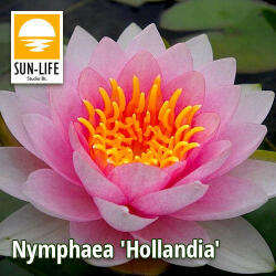 Sun-Life Nymphaea Hollandia ( HOL ) (TN00HOL)